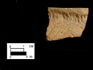 Shultz rim sherd from the Herman Barton Village site 18AG3/259.